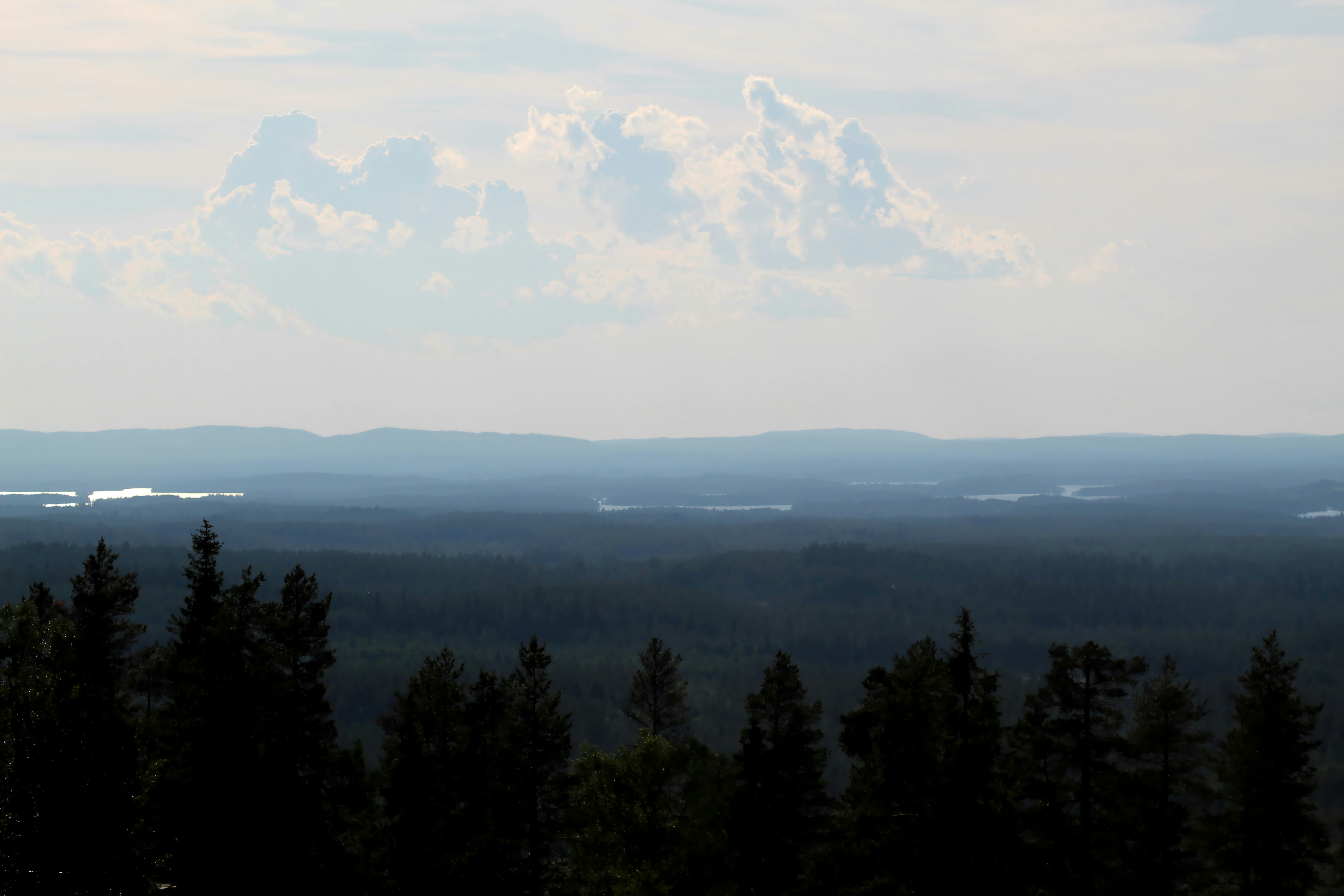 green trees under white clouds during daytime